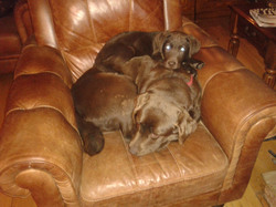 Two chocolate labs dogs cuddling up on seat