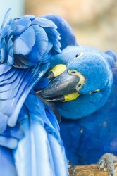 Hyacinth macaw washing himself