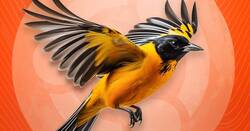 Oracular Oriole