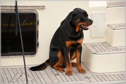 Rottweiler on ship, descends from the molos, a Greek dog