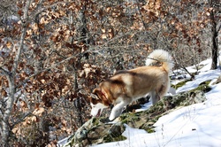A brown Siberian husky dog walking down a snow covered hillside.