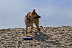 Dog emerging from ocean water