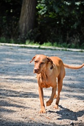 Dogs in the park