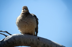 Photograph of a morning dove on a branch