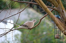 Collared dove