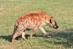 A spotted hyena walking across a green grassy path.