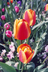 Tulips of Washington