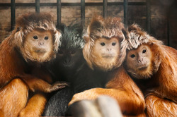 Cute monkeys sitting close together
