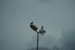 Couple of pigeons on a lamppost