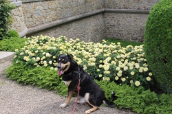 Smiling Dog