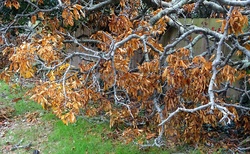 Autumn Fall Withering Tree Leaves