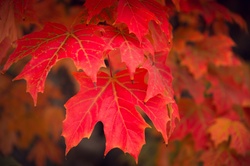 Detail of red autumn maple tree leaves