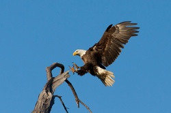 Portrait of a bald eagle landing in a tree