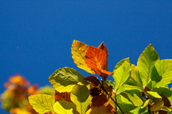 Colorful beech leaves in autumn with blue sky in the background