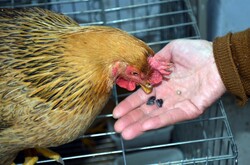 A chicken gets some seeds