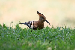 Hoopoe bird looking up