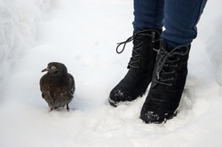 Pigeon, bird, feed pigeons, winter, care, hand, chick, protection, legs, wintering, pet