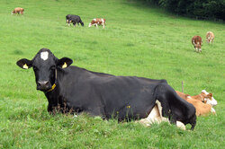 Black Austrian cow laying on the ground