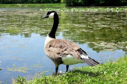 Canadian goose about to launch into the water