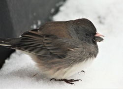 Close-up of a dark-eyed junco bird, sitting in snow, with a sunflower seed in its beak.