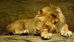 Portrait of a sleeping lion