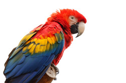 Scarlet macaw isolated on white background