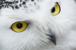Snowy owl eyes - Bubo scandiacus