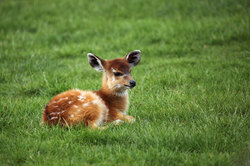 Baby sitatunga lying on fresh green grass
