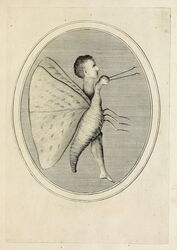 Ring shaped gem depicting a hybrid figure, a mix of a butterfly and a male youth.