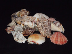 Small Assortment of sea shells collected from the beach