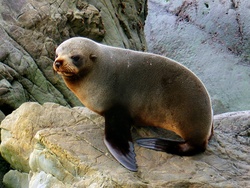 Portrait of a Fur Seal