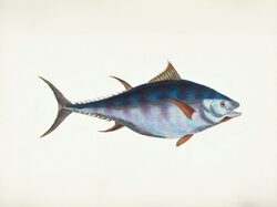 Bluefin fish