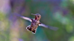 Bird, Hummingbird stealing