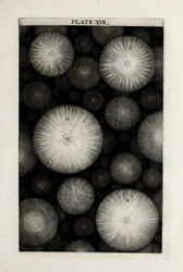 A perspective View of the visible Creation, including the regions around our Sun, Syrius and Rigel.