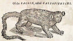 Sagoin, called Galeopithecus