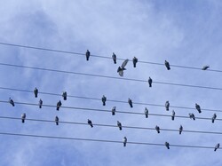 Doves in droves sitting on wires