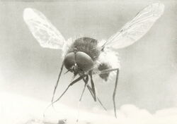 The bee fly