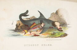 Gudgeon Shark