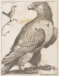 Aquila de corona (crowned eagle)