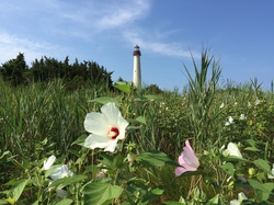Lighthouse in Cape May, NJ