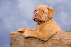 Dogue de bordeaux puppy in a basked with blue background: Dog French Mastiff