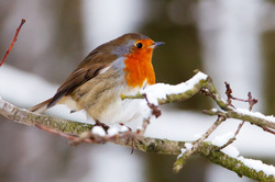 Robin well prepared for winter