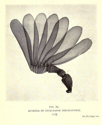 Antenna of Cockchafer