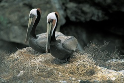 Portrait of a Pair of California Brown Pelicans