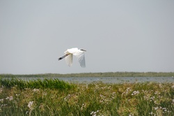 Flying bird in the Danube Delta, flying egret in natural habitat