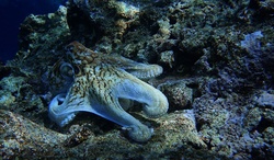 Octopus in the Pacific Ocean