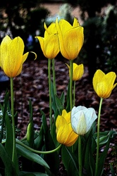 Yellow And White Tulips Embossed