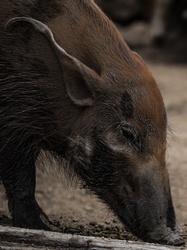 African Wild Boar with long ears in vertical format