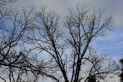 Leaf less trees at winter time