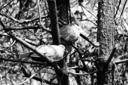 Couple Of Turtledoves